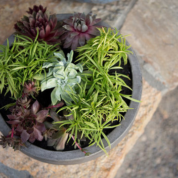 Xeriscape Landscape  - Lush Green with Low-Water Plants