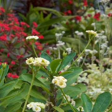 White and Red Euphorbia milii drought tolerant color splash.