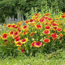 ls - wildflower garden