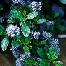 Shrubs