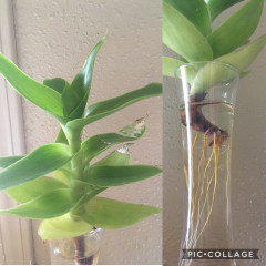 What should I do with my Callisia Fragrans?