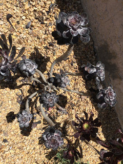 White, sticky, powdery stuff on succulents. Help! | Houzz Forum