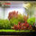 sask_aquascape