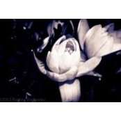 Photo de Violet Morrison