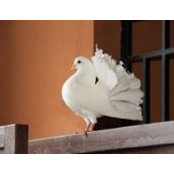 Porumbei Evenimente's photo