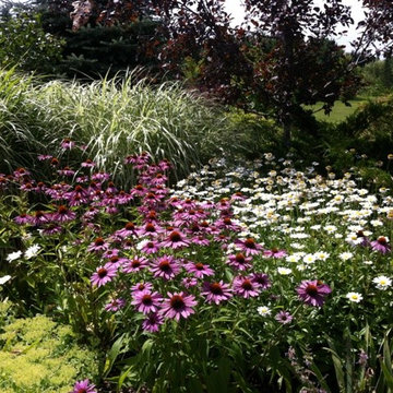 Echinacea, Miscanthus and Daisies