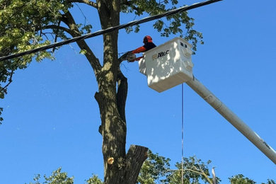 Tree Removal