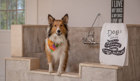 Hundedusche: Tipps für Einbau und Ausstattung