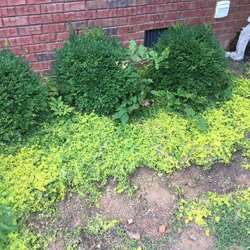 Front Yard Border