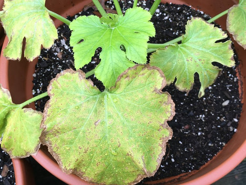 What's wrong with my zucchini?