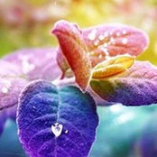 Photo de Samar Latif