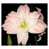 Tania Kleckner's photo