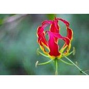 Amelia Taylor's photo