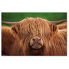 "Yak" by Robert Harding Picture Library, Canvas Art, 12"x19"