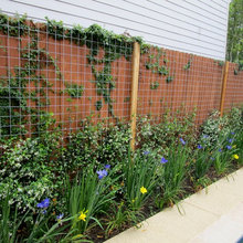 Back Fence