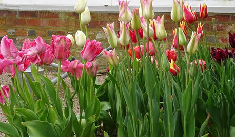 It’s Bulb-planting Season! 10 Tips for Getting it Right