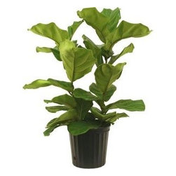 Ficus Pandurata Bush in Deco Pot - Area Rugs