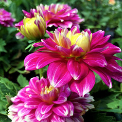 Featured Plants - Products