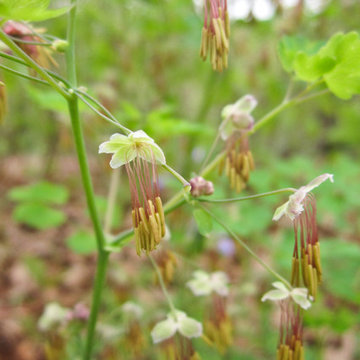 Great Design Plant: Thalictrum dioicum Thrives in Dry Shade