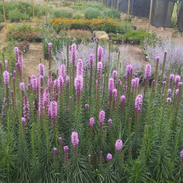 Perennial Flowers