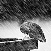Haluk Bener's photo