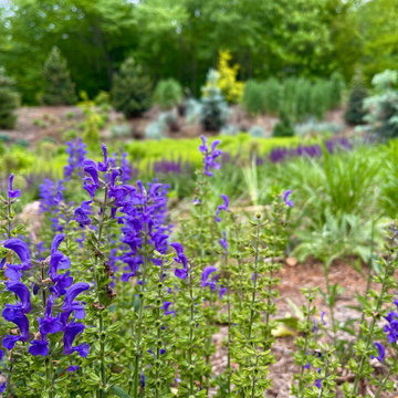 Layers of salvia