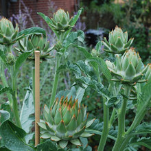 Planting, Plants Gardening