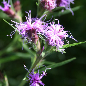 Liatris Squarrosa