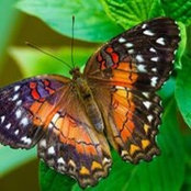 Donna Donato's photo