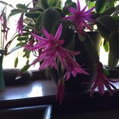 Foto von Sue Davis
