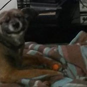Aline Gollas foto