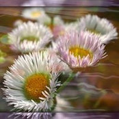 Taunia Maple's photo