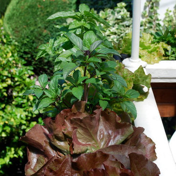 Lettuces and Herbs Growing in the Front Deck Window Boxes