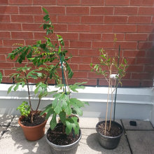 citrus salad tree story :)