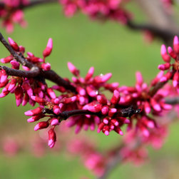 Native Flowering Trees - Products