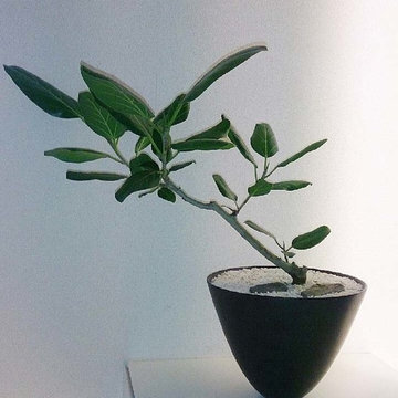 Plants.S