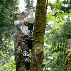 Wallace Tree Service
