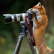 David Mikkola's photo