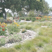 back lawn