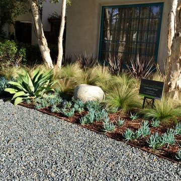 Drought Tolerant Mediterranean