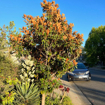 Los Altos seasonal update