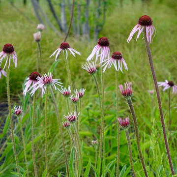 Marginal Way Garden