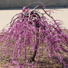 WEEPING TREE