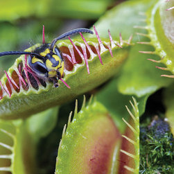 Carnivorous plants - Trapping Mechanisms - Products