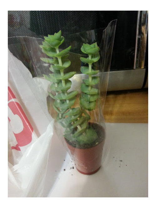 Bought A Succulent From Cvs Help