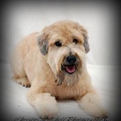 Anne Vinton Roth's photo