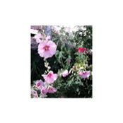Susan Hathaway's photo