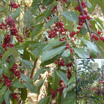 Permaculture/Farms