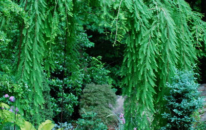 The Weepers and the Creepers: 10 Intriguing Trees for Your Garden