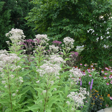 Joe Pye Weed